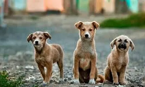 തെ​രു​വ് നാ​യ​ക​ളെ ക​ണ്ടാ​ൽ പേ​ടി​ക്ക​ല്ലേ...  സു​ര​ക്ഷാ​നി​ർ​ദേ​ശ​ങ്ങ​ളു​മാ​യി  ആ​ഭ്യ​ന്ത​ര മ​ന്ത്രാ​ല​യം