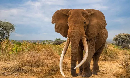 ആഫ്രിക്കയുടെ സ്വന്തം സൂപ്പർ ടസ്കർ ക്രെയ്ഗ് ചരിഞ്ഞു