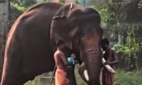 പാ​പ്പാ​നെ കു​ത്തി​ക്കൊ​ന്ന ആ​ന​ക്കൊ​പ്പം   കൈ​ക്കു​ഞ്ഞു​മാ​യി സാ​ഹ​സം