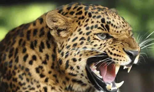 കൂടു വെച്ചിട്ടും അകത്തായില്ല കൂടു വെച്ചിട്ടും അകത്തായില്ല