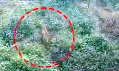 മണ്ഡപത്തിന്‍കടവില്‍ പുലിപ്പേടി ഒഴിയുന്നു; കണ്ടത് നായയെന്ന് വനംവകുപ്പ്