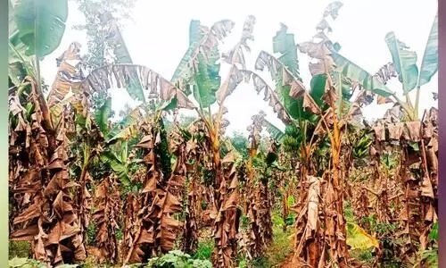 മറുനാടന്റെ കുത്തൊഴുക്ക്; നാടൻ ഏത്തക്കുലക്ക് വിലയില്ല മറുനാടന്റെ കുത്തൊഴുക്ക്; നാടൻ ഏത്തക്കുലക്ക് വിലയില്ല