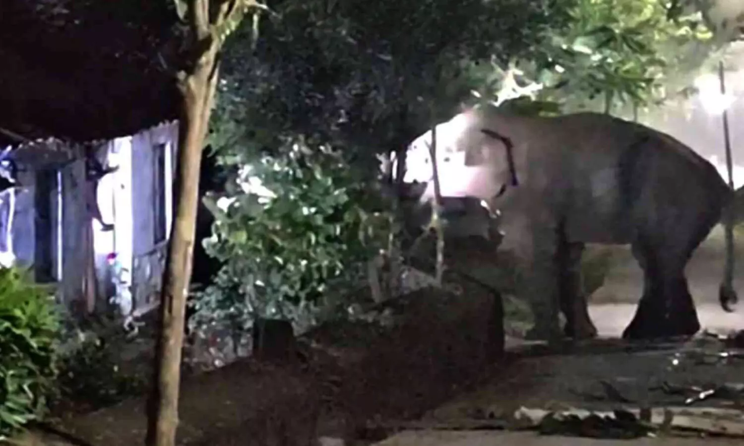 ചൊ​ക്ക​ന​യി​ല്‍ പാ​ഡി​ക​ള്‍ക്ക​രി​കി​ല്‍ വീ​ണ്ടും കാ​ട്ടാ​ന; ഭീ​തി​യ​ക​ലാ​തെ തൊ​ഴി​ലാ​ളി​ക​ൾ