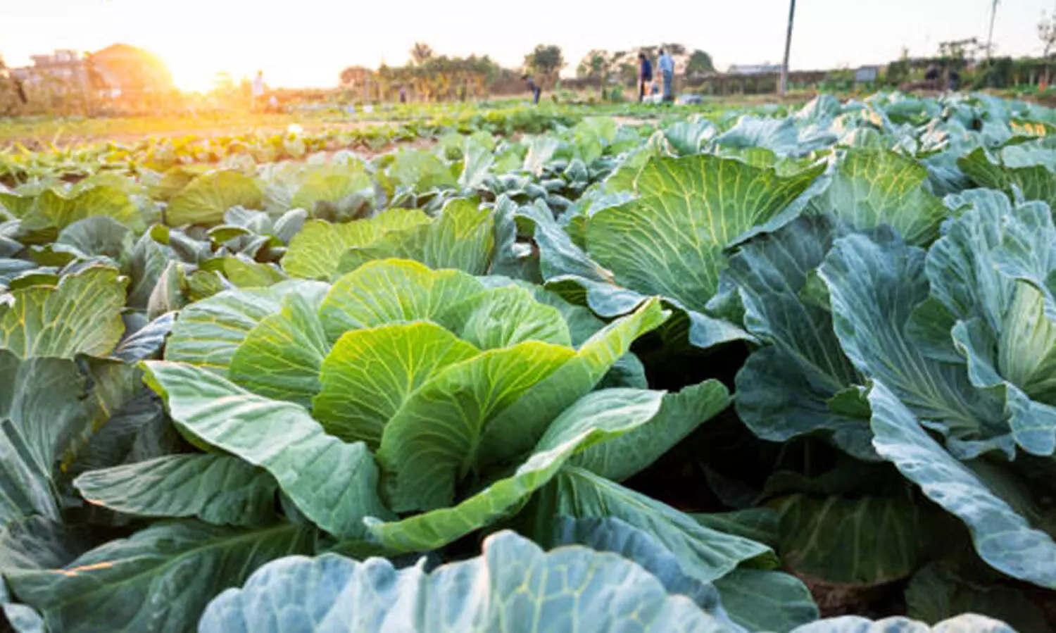 കാബേജ് കൃഷി ചെയ്യാൻ സമയമായി; 90 ദിവസത്തിനുള്ളിൽ വിളവെടുക്കാം!