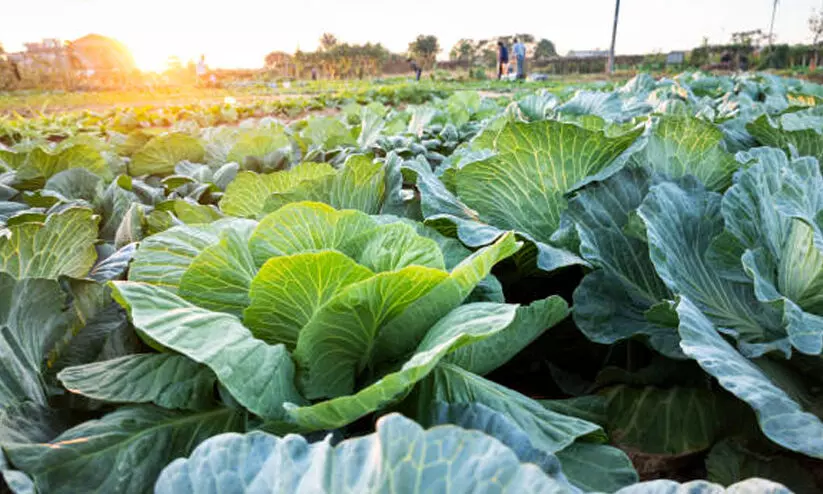 കാബേജ് കൃഷി ചെയ്യാൻ സമയമായി; 90 ദിവസത്തിനുള്ളിൽ വിളവെടുക്കാം! കാബേജ് കൃഷി ചെയ്യാൻ സമയമായി; 90 ദിവസത്തിനുള്ളിൽ വിളവെടുക്കാം!