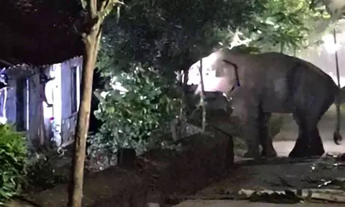 ചൊ​ക്ക​ന​യി​ല്‍ പാ​ഡി​ക​ള്‍ക്ക​രി​കി​ല്‍ വീ​ണ്ടും കാ​ട്ടാ​ന; ഭീ​തി​യ​ക​ലാ​തെ തൊ​ഴി​ലാ​ളി​ക​ൾ