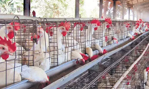 കോഴികർഷകർ സമരത്തിലേക്ക്; വില വീണ്ടും ഉയരും