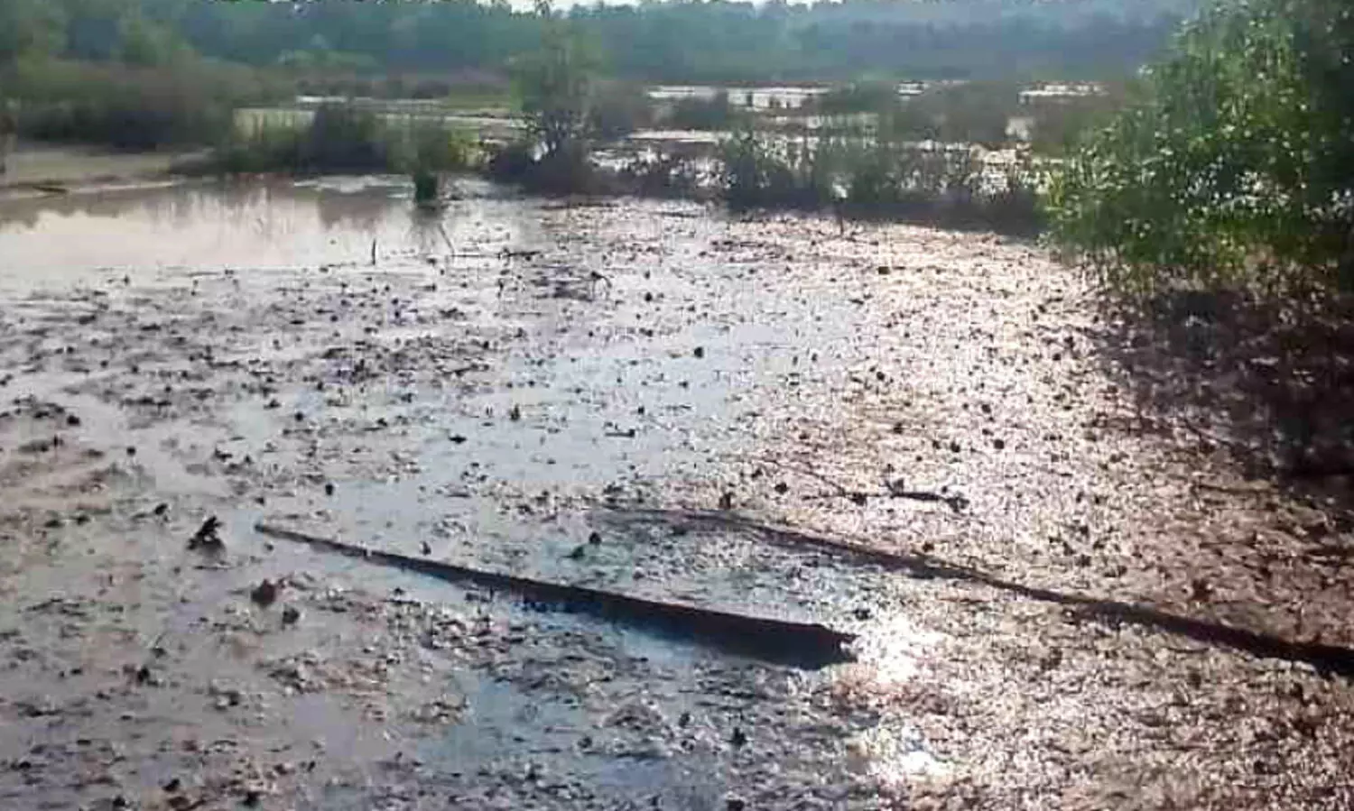 കായലിൽ നിന്ന് ഉപ്പുവെള്ളം; ദുരിതം പേറി ജനം