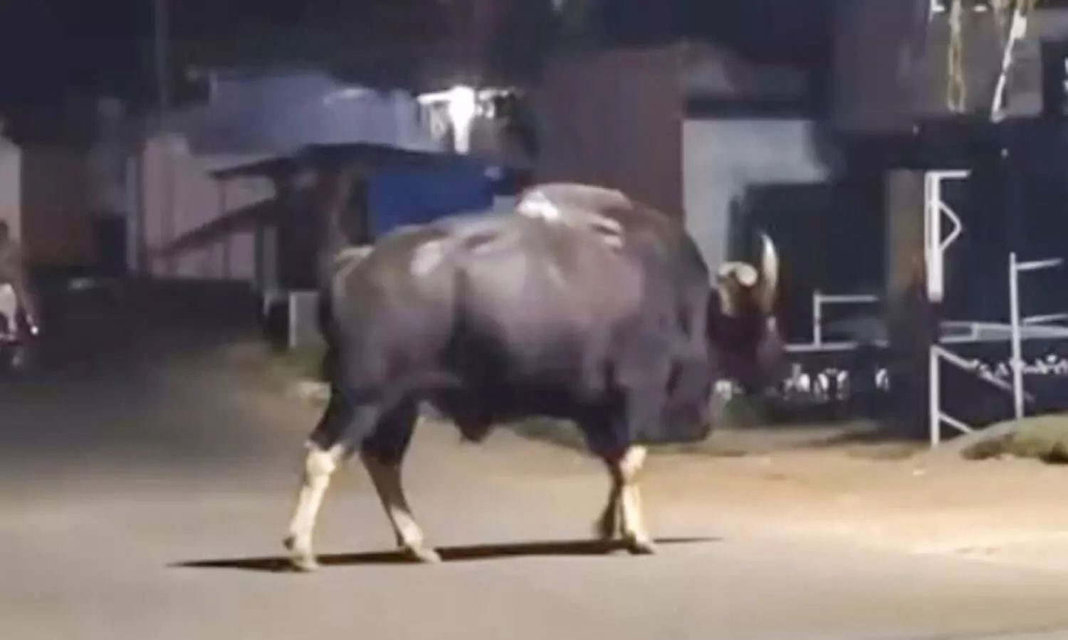 കാടിറങ്ങി വന്യമൃഗങ്ങൾ