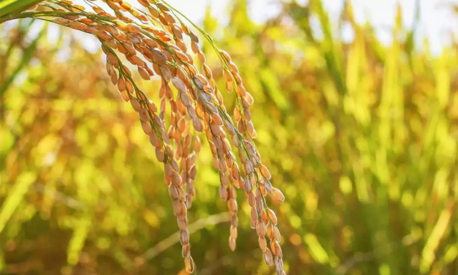 നെല്ല് സംഭരണം: കർഷകർക്ക് ആശ്വാസം