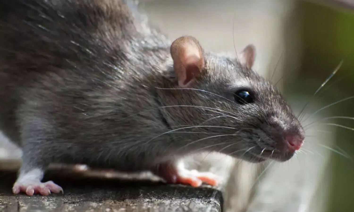 എലിപ്പനി: രണ്ടു വർഷത്തിൽ 443 മരണം