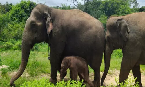 ബന്നാർഘട്ട പരിസ്ഥിതി ലോല മേഖല: റിപ്പോർട്ട് പുനഃസ്ഥാപിക്കണം -സി.ഇ.സി
