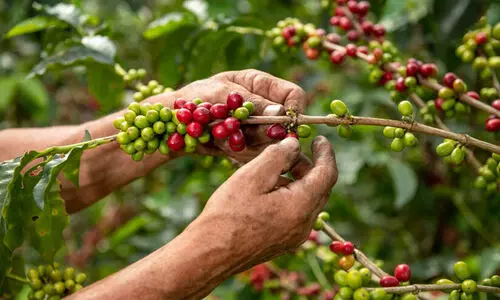 തൊഴിലാളി ക്ഷാമം; കാപ്പി വിളവെടുപ്പ് നടത്താനാകാതെ കർഷകർ തൊഴിലാളി ക്ഷാമം; കാപ്പി വിളവെടുപ്പ് നടത്താനാകാതെ കർഷകർ
