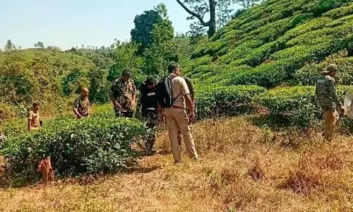 ചിറക്കരയിൽ കടുവ സാന്നിധ്യം; വനം വകുപ്പ് കാമറ സ്ഥാപിച്ചു