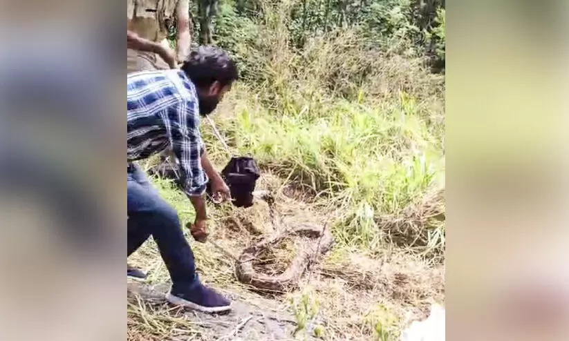 പെരുമ്പാമ്പിനെ പിടികൂടി പെരുമ്പാമ്പിനെ പിടികൂടി