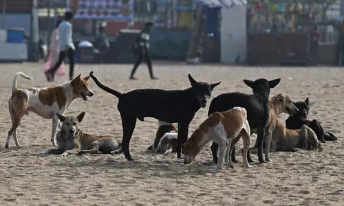 ‘യാഥാർഥ്യം മനസ്സിലാക്കൂ’, നായ്സ്നേഹികളോട് സുപ്രീംകോടതി
