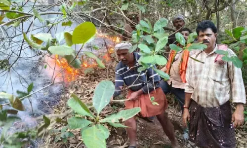 കാ​ട്ടു​തീ​യി​ൽ സ​ർ​ക്കാ​ർ ക​ശു​മാ​വ് തോ​ട്ട​ത്തി​ൽ വ​ൻ നാ​ശം
