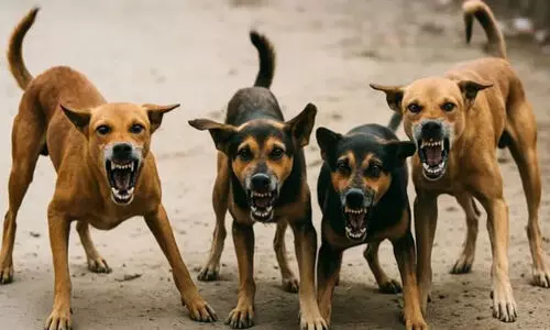 കടിച്ചുകീറാനൊരുങ്ങി തെരുവ്​നായ്​ക്കൂട്ടം ഒറ്റയാഴ്ച മാത്രം കടിയേറ്റത്​​ 130ലധികം പേർക്ക്​ !