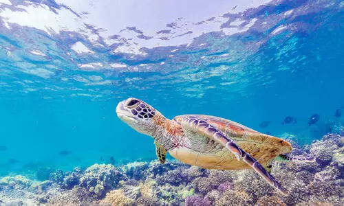 റെഡ് ലിസ്റ്റ് ഇൻഡക്സിൽ പുരോഗതി; 16.31 ലക്ഷം അധിനിവേശ പക്ഷികളെ നിയന്ത്രിച്ചു