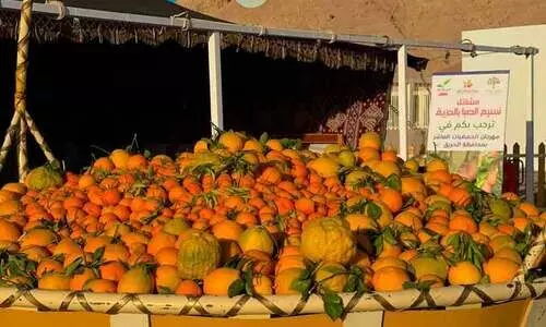 ഹരീഖ്​ ഓറഞ്ചുത്സവത്തിന് കൊടിയേറി; മധുരനഗരിയിലേക്ക് സന്ദർശക പ്രവാഹം