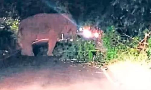 ചുരം വളവിൽ കാട്ടാനയിറങ്ങി; ഗതാഗതം സ്തംഭിച്ചു