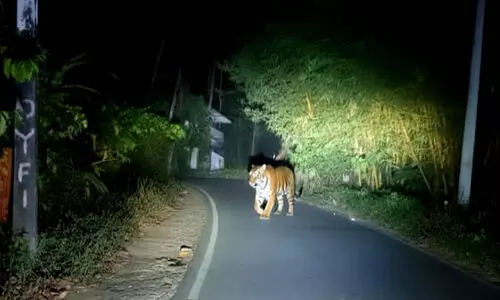 വണ്ടിയാമ്പറ്റ ജനവാസ മേഖലയിൽ കടുവയിറങ്ങി