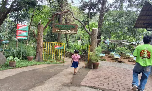 നഗരമധ്യത്തിലൊരു വനം; സ​ഞ്ചാ​രി​ക​ളു​ടെ മ​നം ക​വ​ര്‍ന്ന് മാ​ന​ന്ത​വാ​ടി​യി​ലെ ന​ഗ​ര​വ​നം