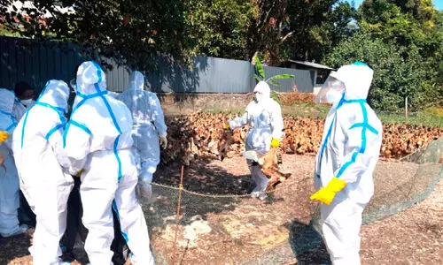 പക്ഷിപ്പനി; ജില്ലയിൽ 7625 പക്ഷികളെ കൊന്ന് കത്തിച്ചു പക്ഷിപ്പനി; ജില്ലയിൽ 7625 പക്ഷികളെ കൊന്ന് കത്തിച്ചു