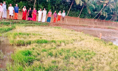 മങ്കര കല്ലൂരിൽ മൂന്നര ഏക്കർ കൃഷിയിറക്കാനുള്ള ഞാറ്റടികൾ നശിപ്പിച്ച നിലയിൽ മങ്കര കല്ലൂരിൽ മൂന്നര ഏക്കർ കൃഷിയിറക്കാനുള്ള ഞാറ്റടികൾ നശിപ്പിച്ച നിലയിൽ