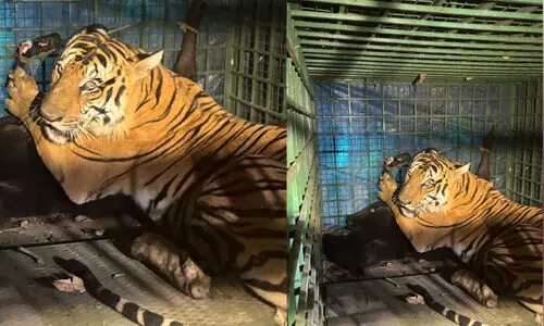 കടുവ കൂട്ടിൽ; ഭീതിക്ക് ശമനം