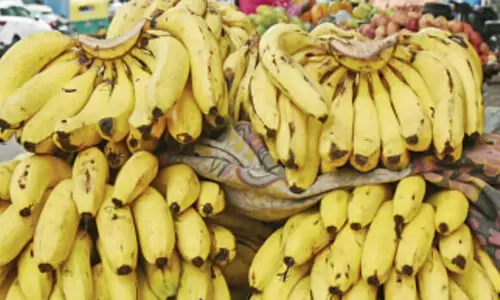 നേന്ത്രവാഴക്ക് വില ഇടിഞ്ഞു; പ്രതിസന്ധിയിൽ കർഷകർ നേന്ത്രവാഴക്ക് വില ഇടിഞ്ഞു; പ്രതിസന്ധിയിൽ കർഷകർ