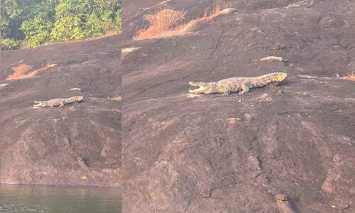 നെയ്യാര്‍ ഡാം വീണ്ടും ചീങ്കണ്ണിപ്പേടിയില്‍
