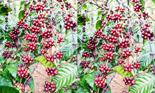 കാപ്പിക്കുരു; വിളവുണ്ട്; വിലയില്ല കാപ്പിക്കുരു; വിളവുണ്ട്; വിലയില്ല