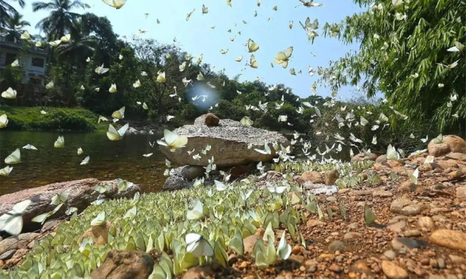 ഇന്ത്യയിലെ ആദ്യത്തെ ചിത്രശലഭ സങ്കേതമായി ആറളം