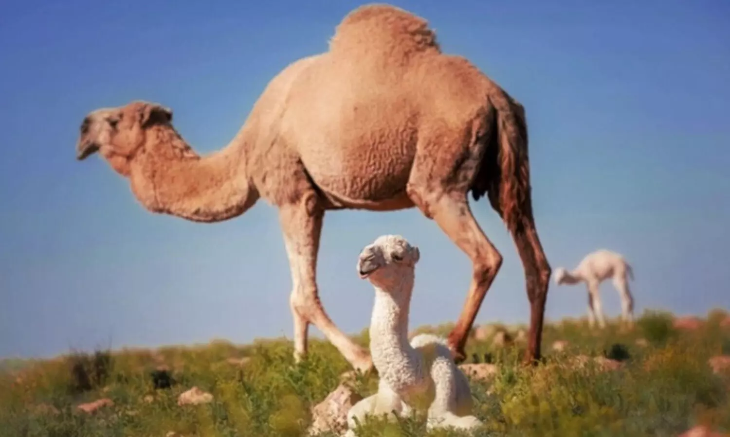 അറബ് ലോകത്ത് ഒട്ടകങ്ങളുടെ എണ്ണത്തിൽ സൗദി ഒന്നാമത്