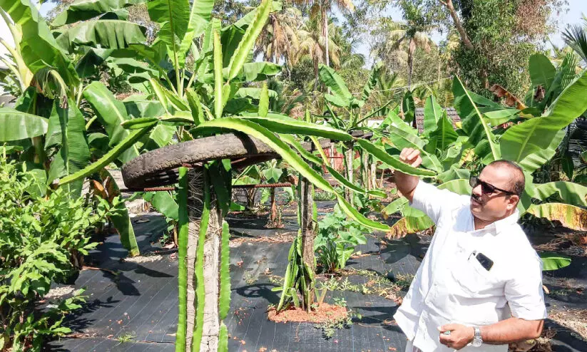 പഞ്ചാരമണലിൽ പൊന്നുവിളയിച്ച് ജോസ് കൂമ്പയിൽ പഞ്ചാരമണലിൽ പൊന്നുവിളയിച്ച് ജോസ് കൂമ്പയിൽ