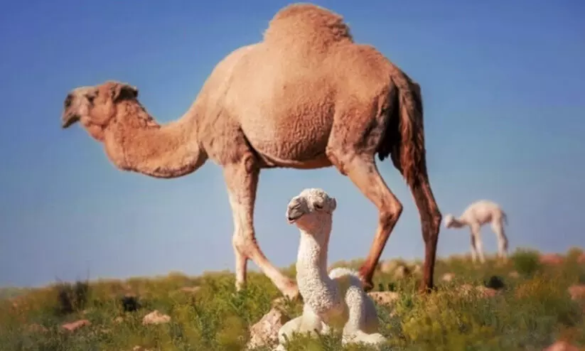 അറബ് ലോകത്ത് ഒട്ടകങ്ങളുടെ എണ്ണത്തിൽ സൗദി ഒന്നാമത് അറബ് ലോകത്ത് ഒട്ടകങ്ങളുടെ എണ്ണത്തിൽ സൗദി ഒന്നാമത്