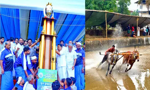 ആവേശമായി അയിലക്കാട് കെ.വി.എം കാളപൂട്ട്