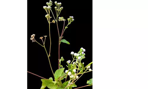 ‘മുരിയൻപച്ച’ ചെടി ജൈവ വൈവിധ്യത്തിന് ഭീഷണി