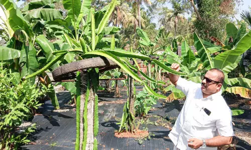 പഞ്ചാരമണലിൽ പൊന്നുവിളയിച്ച് ജോസ് കൂമ്പയിൽ
