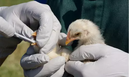 പക്ഷിപ്പനി; വിദഗ്​ധ സമിതി റിപ്പോർട്ട്​  ഫയലിൽ ഉറങ്ങുന്നു