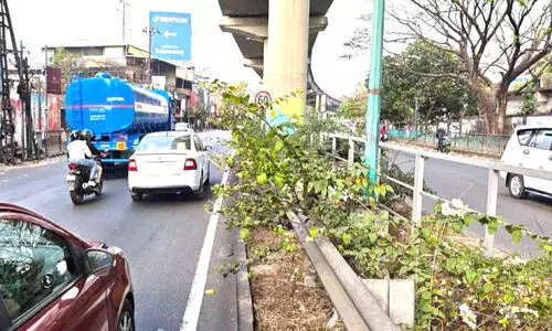 മീഡിയനിലെ കടലാസ് മുൾച്ചെടികൾ;   വാഹനങ്ങൾക്കും യാത്രികർക്കും ഭീഷണിയാകുന്നു