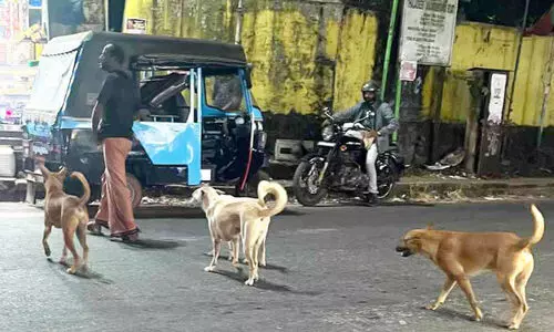 ടൗ​ണി​ൽ രാ​ത്രി​ ഇ​റ​ങ്ങു​ന്ന​വ​ർ സൂ​ക്ഷി​ക്കു​ക, നാ​യ്ക്കൂ​ട്ട​ങ്ങ​ൾ കാ​ത്തി​രി​പ്പു​ണ്ട്