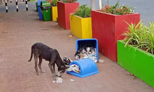 ചവറ്റുവീപ്പകളിലും കണ്ണ് വേണം