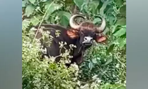 പരിക്കേറ്റ കാട്ടുപോത്ത് നാട്ടുകാരുടെ ഉറക്കം കെടുത്തുന്നു