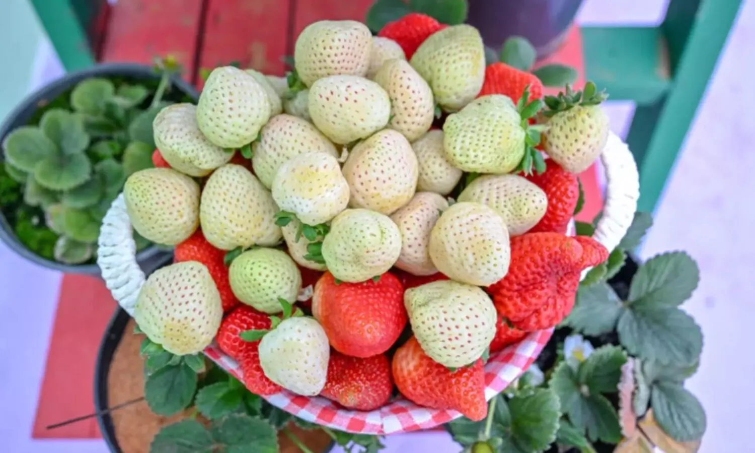 സൗദിയിൽ ഇനി ‘വെളുത്ത സ്ട്രോബെറി’ വസന്തം