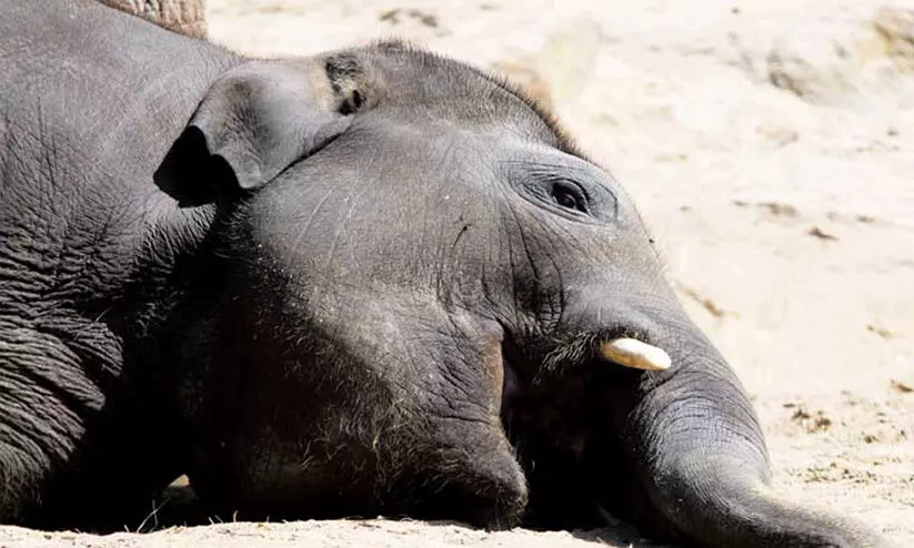 തമിഴ്നാട് സത്യമംഗലം റിസർവിൽ നാടൻ ബോംബ് വിഴുങ്ങിയ ആനക്കുട്ടിക്ക് ദാരുണാന്ത്യം; കർഷകൻ അറസ്റ്റിൽ തമിഴ്നാട് സത്യമംഗലം റിസർവിൽ നാടൻ ബോംബ് വിഴുങ്ങിയ ആനക്കുട്ടിക്ക് ദാരുണാന്ത്യം; കർഷകൻ അറസ്റ്റിൽ