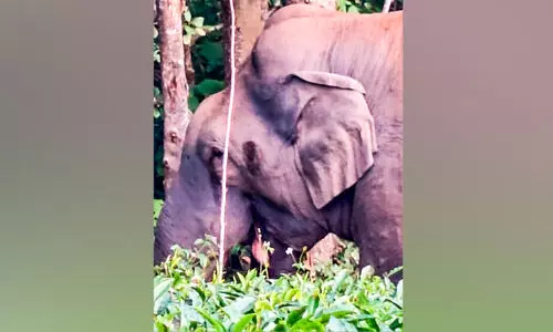 മദപ്പാടിൽ പടയപ്പ; ജാഗ്രത നിർദേശവുമായി വനംവകുപ്പ്