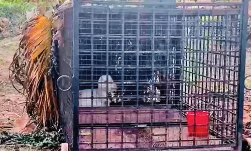 വ​ന്യ​മൃ​ഗ ശ​ല്യം; കാ​ടി​റ​ക്ക​ത്തി​ന്റെ ശൗ​ര്യ​ത്തി​ൽ വ​യ​നാ​ട് ഭീ​തി​യി​ൽ