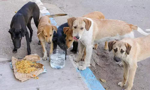 സ്വന്തം വീട്ടിലേക്ക് കൊണ്ടുപൊയ്ക്കൂടെ, എന്തിനാണ് അലയാൻ വിടുന്നത്...? -നായ് സ്നേഹികളോട് സുപ്രീംകോടതി